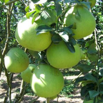 Vinh Long specialty Nam Roi pomelo