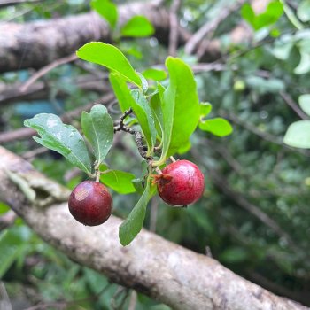 Bo Quan Fruit